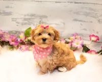 Gracie, a female Havanese for sale in North Lawrence, OH – Photo 1 of 6