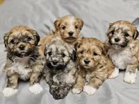 Gracie, a female Havanese for sale in North Lawrence, OH – Photo 6 of 6