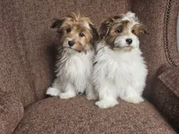 Rocky, a male Havanese for sale in North Lawrence, OH – Photo 5 of 6