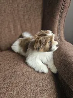 Rocky, a male Havanese for sale in North Lawrence, OH – Photo 6 of 6