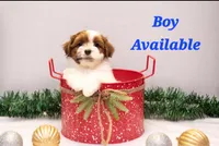 Rocky, a male Havanese for sale in North Lawrence, OH – Photo 3 of 6