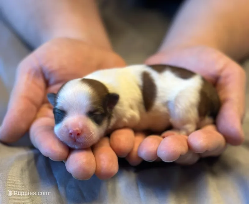 Gracie, a female Havanese for sale in North Lawrence, OH – Photo 1 of 2