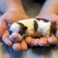 Gracie, a female Havanese for sale in North Lawrence, OH – Photo 3 of 3
