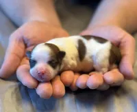 Gracie, a female Havanese for sale in North Lawrence, OH – Photo 1 of 2