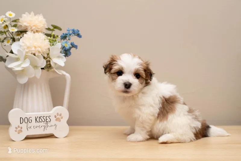 Gracie – Havanese puppy for sale in North Lawrence, OH