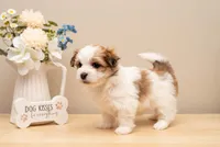 Gracie, a female Havanese for sale in North Lawrence, OH – Photo 2 of 5