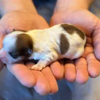Gracie, a female Havanese for sale in North Lawrence, OH – Photo 2 of 3