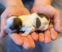 Gracie, a female Havanese for sale in North Lawrence, OH – Photo 2 of 2