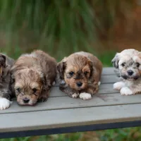 Toby, a male Havanese for sale in North Lawrence, OH – Photo 3 of 3