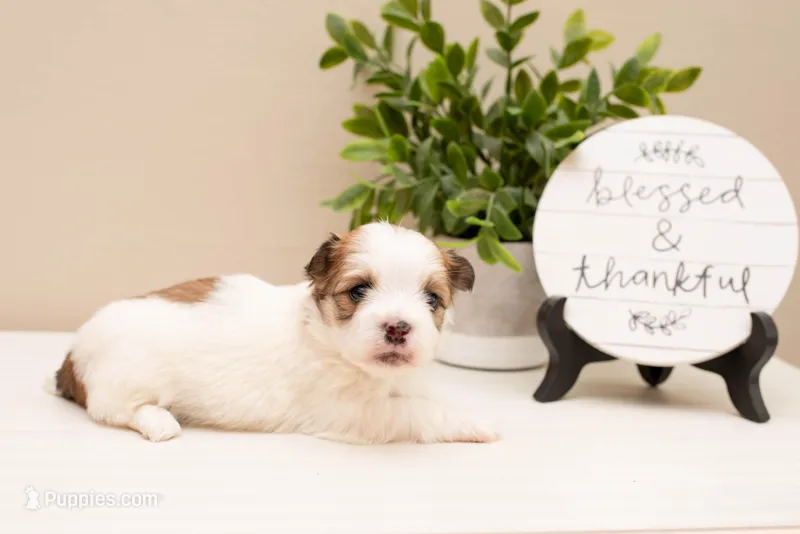 Gracie – Havanese puppy for sale in North Lawrence, OH