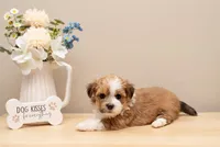 Hailey , a female Havanese for sale in North Lawrence, OH – Photo 2 of 2