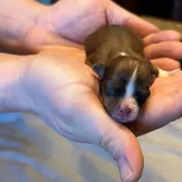Hailey , a female Havanese for sale in North Lawrence, OH – Photo 3 of 3