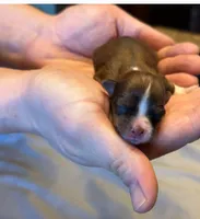 Hailey , a female Havanese for sale in North Lawrence, OH – Photo 1 of 2