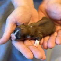 Hailey , a female Havanese for sale in North Lawrence, OH – Photo 2 of 3