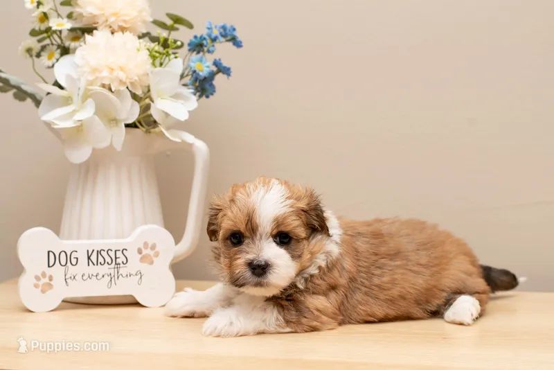 Hailey  – Havanese puppy for sale in North Lawrence, OH