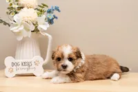 Hailey , a female Havanese for sale in North Lawrence, OH – Photo 1 of 2