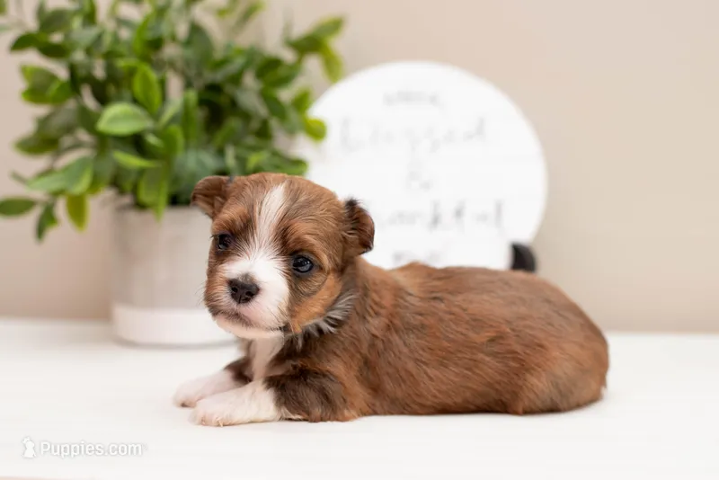 Hailey  – Havanese puppy for sale in North Lawrence, OH