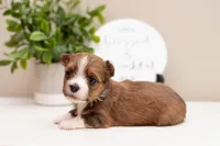 Hailey , a female Havanese for sale in North Lawrence, OH – Photo 1 of 3