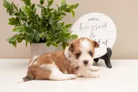 Rosie , a female Havanese for sale in North Lawrence, OH – Photo 1 of 3