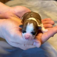 Rosie , a female Havanese for sale in North Lawrence, OH – Photo 3 of 3