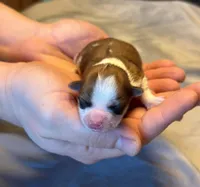 Rosie , a female Havanese for sale in North Lawrence, OH – Photo 2 of 2