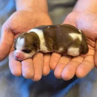 Rosie , a female Havanese for sale in North Lawrence, OH – Photo 2 of 3