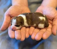 Rosie , a female Havanese for sale in North Lawrence, OH – Photo 1 of 2