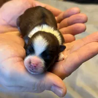 Tucker, a male Havanese for sale in North Lawrence, OH – Photo 2 of 2