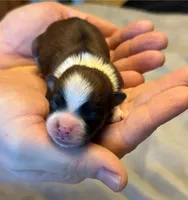 Tucker, a male Havanese for sale in North Lawrence, OH – Photo 2 of 2