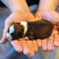 Tucker, a male Havanese for sale in North Lawrence, OH – Photo 1 of 2