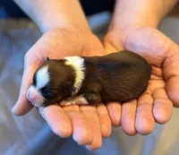 Tucker, a male Havanese for sale in North Lawrence, OH – Photo 1 of 2