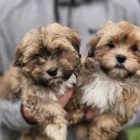 Toby, a male Havanese for sale in North Lawrence, OH – Photo 2 of 3