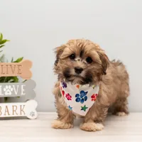 Toby, a male Havanese for sale in North Lawrence, OH – Photo 1 of 3