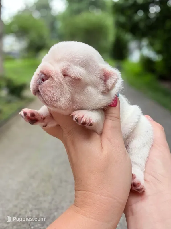 Male Cream French Bulldog Puppy DOB 06.09.2026 – French Bulldog puppy for sale in Cumming, GA