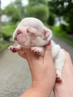 Male Cream French Bulldog Puppy DOB 06.09.2026, a male French Bulldog for sale in Cumming, GA – 1 of 6