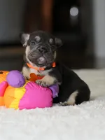 Female Chocolate Tan DOB 05.22.2026 | French bulldog puppy, a female French Bulldog for sale in Cumming, GA – 4 of 8