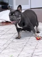 Sweet 3.5-Year-Old Female French Bulldog , a female French Bulldog for sale in Cumming, GA – 1 of 2