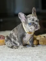 Female Lilac Merle DOB 04.27.2026 | French bulldog puppy, a female French Bulldog for sale in Cumming, GA – 1 of 10