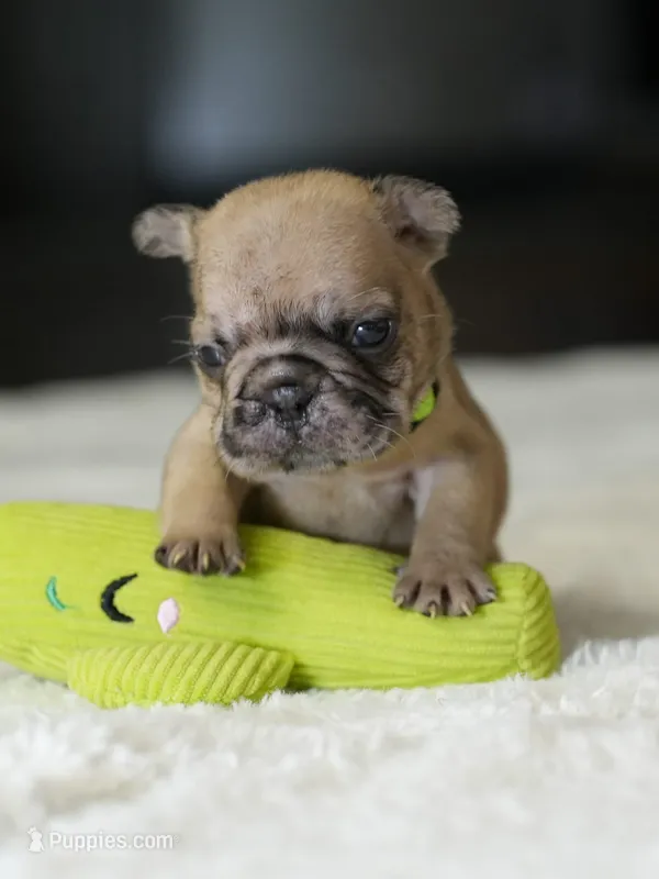 Female Fawn Merle DOB 05.22.2026  – French Bulldog puppy for sale in Cumming, GA