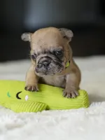 Female Fawn Merle DOB 05.22.2026 , a female French Bulldog for sale in Cumming, GA – 1 of 5