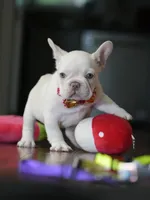 Female Cream DOB 04.27.2026 | French bulldog puppy, a female French Bulldog for sale in Cumming, GA – 4 of 9