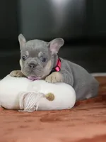 Female Lilac Tan DOB 05.18.2026 | French bulldog puppy, a female French Bulldog for sale in Cumming, GA – 2 of 9