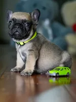 Female Fawn DOB 05.22.2026 | French bulldog puppy, a male French Bulldog for sale in Cumming, GA – 4 of 9