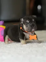 Female Chocolate Tan DOB 05.22.2026 | French bulldog puppy, a female French Bulldog for sale in Cumming, GA – 8 of 8