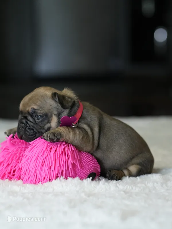 Female Fawn DOB 05.22.2026 | French bulldog puppy – French Bulldog puppy for sale in Cumming, GA