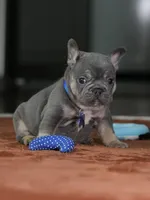 Male Blue Tan DOB 05.18.2026 | French bulldog puppy, a male French Bulldog for sale in Cumming, GA – 3 of 10