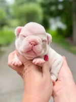 Platinum French Bulldog Girl DOB 06.09.2026, a female French Bulldog for sale in Cumming, GA – 3 of 7