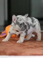 Female Lilac Merle DOB 05.18.2026 | French bulldog puppy, a female French Bulldog for sale in Cumming, GA – 2 of 9