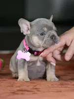 Female Lilac Tan DOB 05.18.2026 | French bulldog puppy, a female French Bulldog for sale in Cumming, GA – 8 of 9