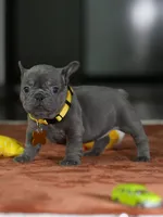 Female Blue DOB 05.18.2026 | French bulldog puppy, a female French Bulldog for sale in Cumming, GA – 7 of 10